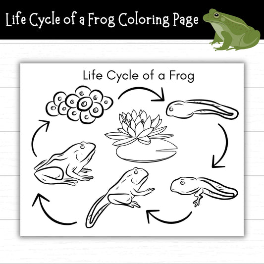 Life Cycle of a Frog Coloring Page, Frog Activities for Kids, Frog Printable, Frog Life Cycle Craft, Pond Life, Frog Science, Nature Craft
