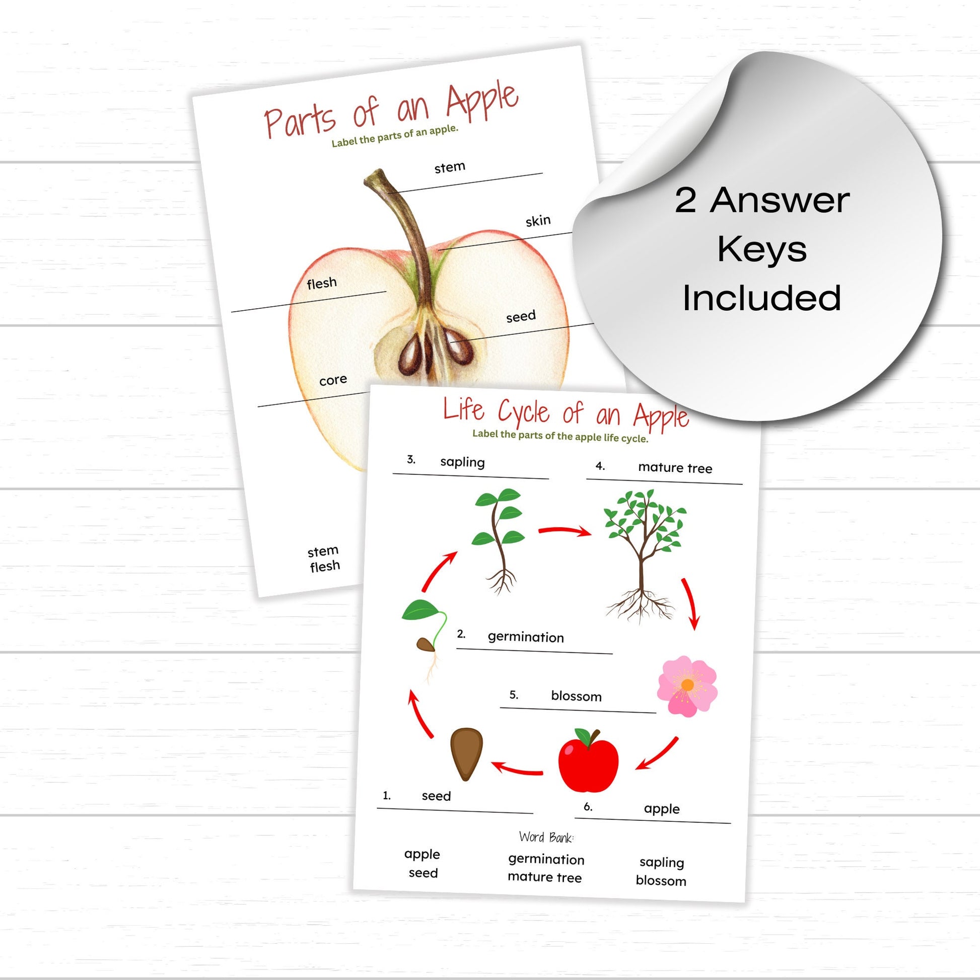 Apple Activity Pack for Kids, Printable Learning Bundle, Apple Worksheets, Apple Printable, Printable Apple Unit, Apple Unit Study, Apples
