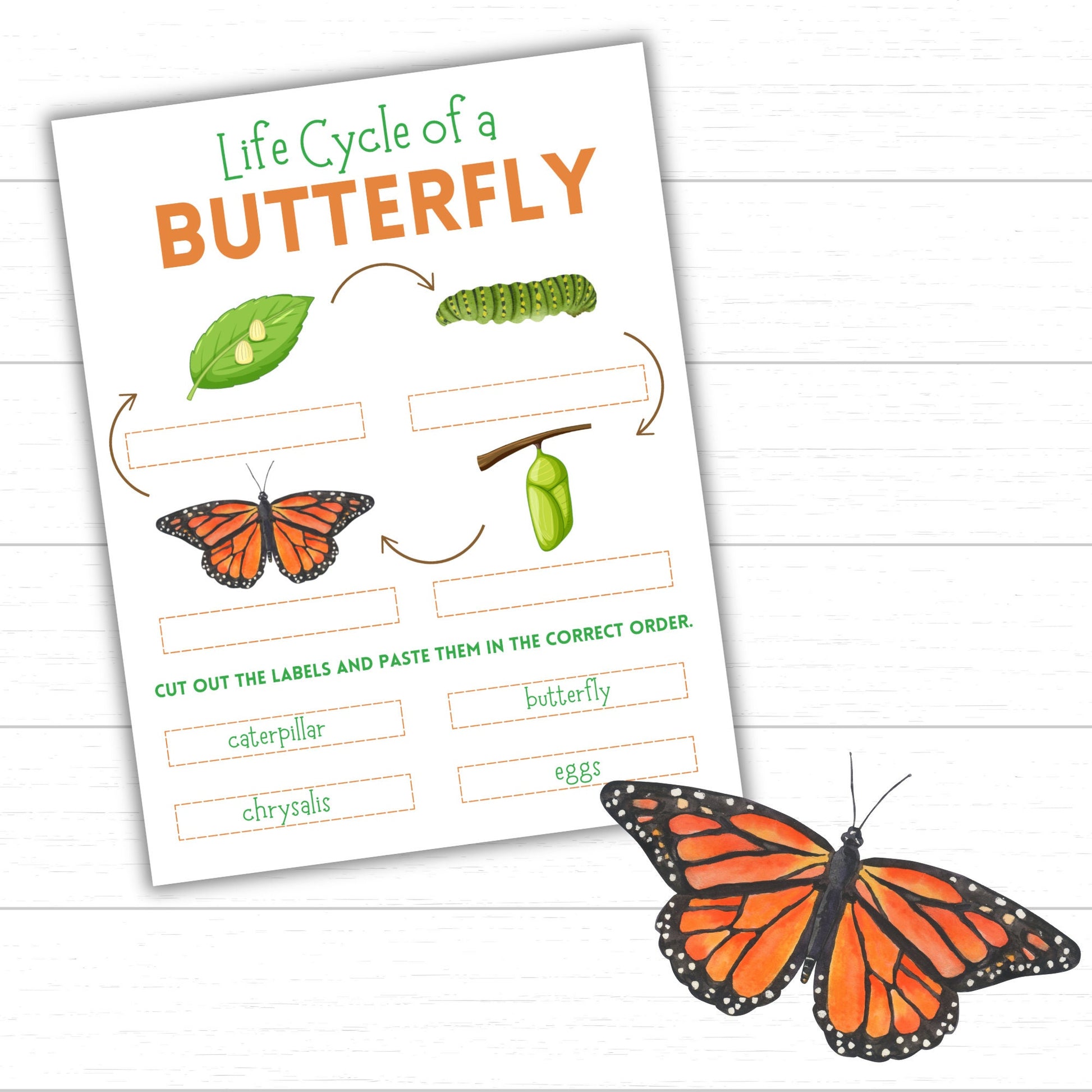 Life Cycle of a Butterfly, Printable Butterfly Life Cycle, Life Cycle Worksheets, Printable Life Cycles, Life Cycle of an Insect