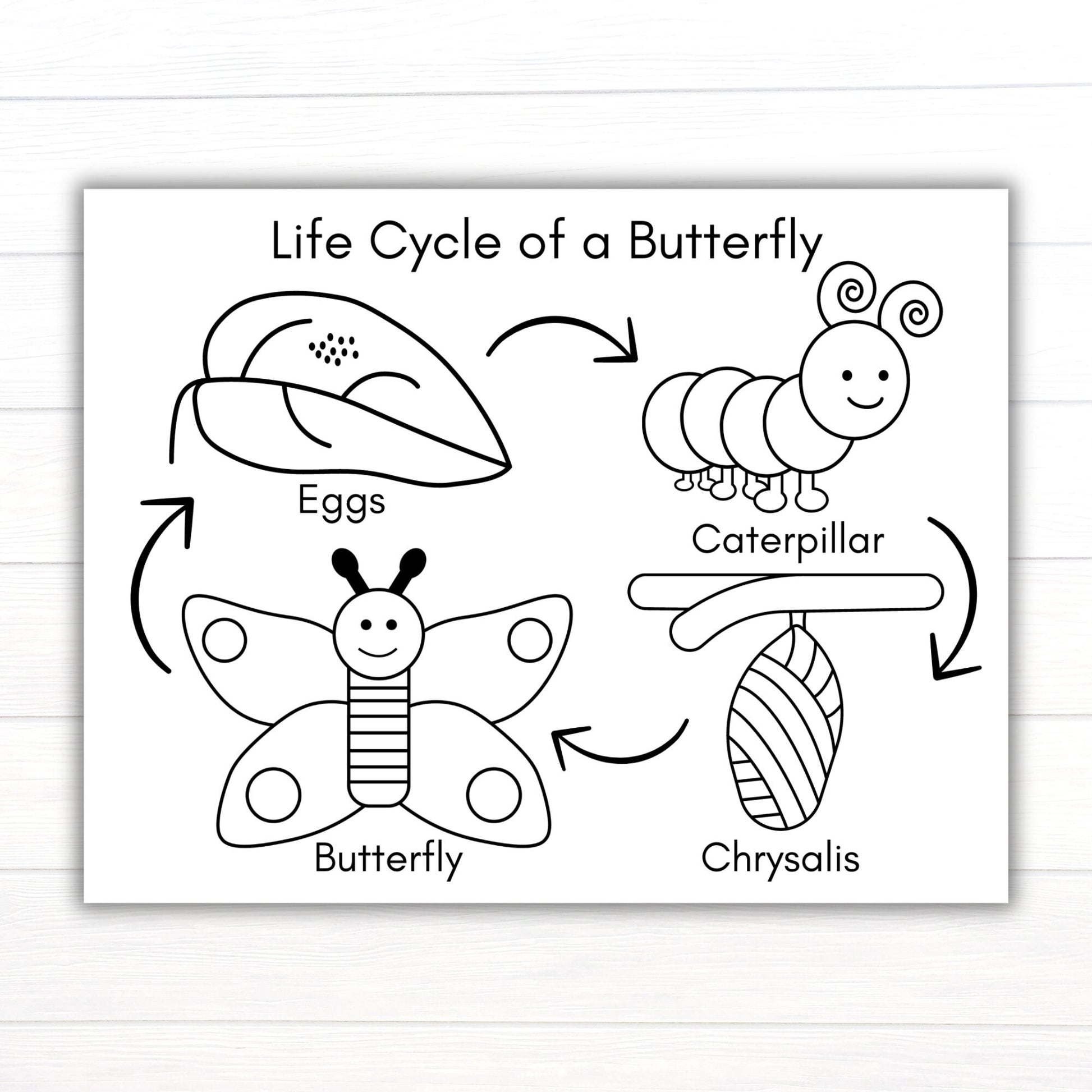 Butterfly Life Cycle Coloring Page, Printable Life Cycle of a Butterfly Activities, Life Cycles, Butterfly Activities, Butterfly Printables
